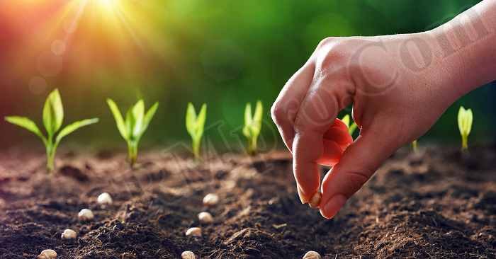 Seeding được ví như là quá trình trồng trọt để thu quả ngọt trong tương lai